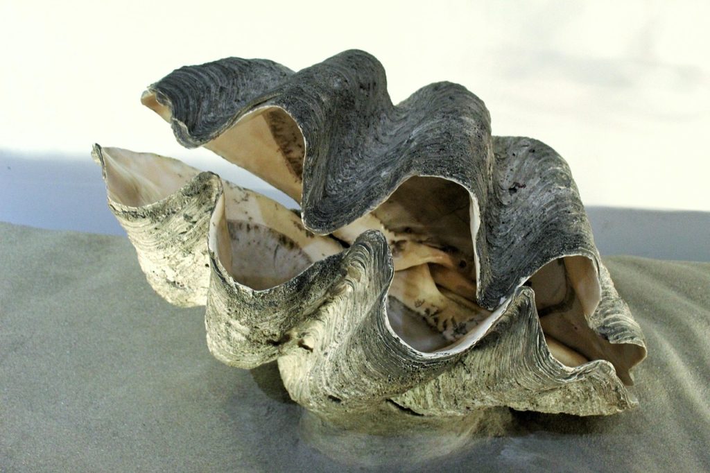 Come si puliscono le vongole