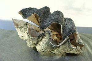 Come si puliscono le vongole