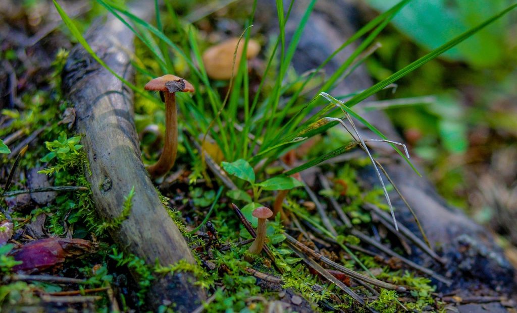 Come si puliscono i funghi