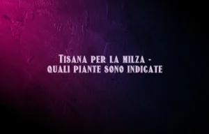 Tisana per la milza