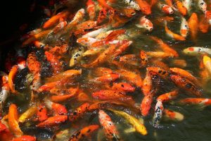 Come si puliscono le uova di pesce