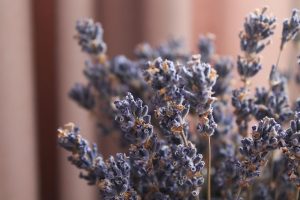 Come si pulisce la lavanda