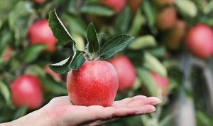Come si potano gli alberi da frutto