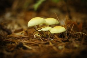 Come si puliscono i funghi