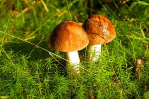 Come si puliscono i porcini