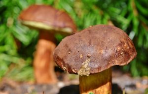 Come si puliscono i porcini